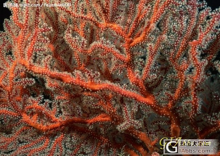 多年积累的珊瑚鉴定经验_珊瑚