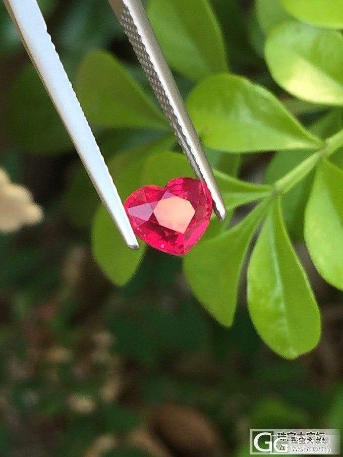 心形无烧鸽子血红宝石_红宝石