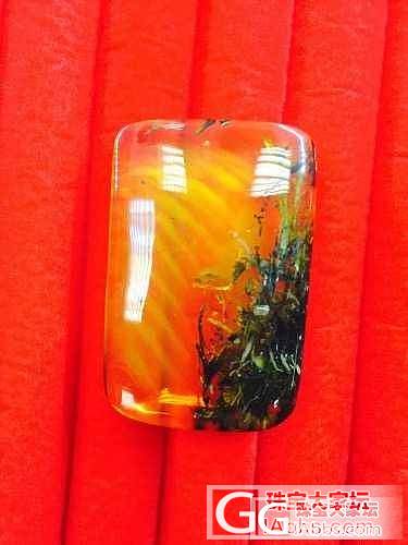 虫珀价格市场调查！有宝贝的发一下，带上克价，珀种，虫种，何时入手！谢谢大家！_琥珀