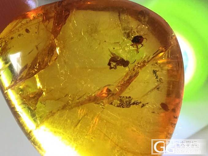 抚顺虫珀，虫虫的生动瞬间_虫珀