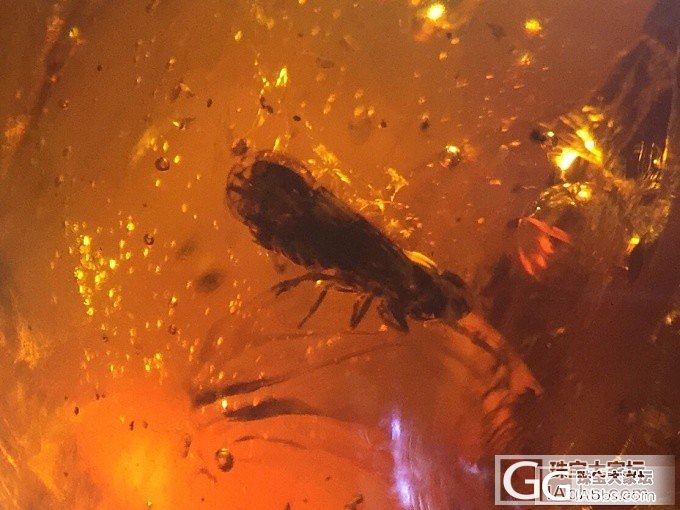 好美的虫，抚顺虫珀，有认识的吗？_虫珀