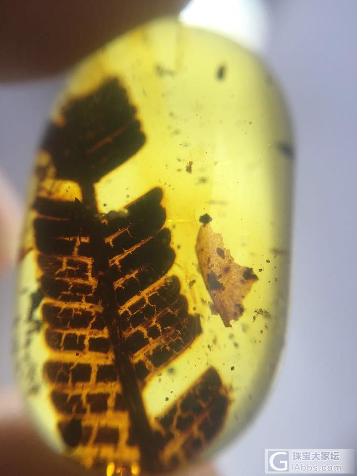 欣赏下两个精品的缅甸植物珀_琥珀植物珀