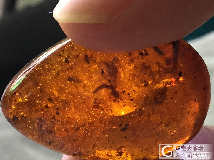虫珀价格市场调查！有宝贝的发一下，带上克价，珀种，虫种，何时入手！谢谢大家！_琥珀