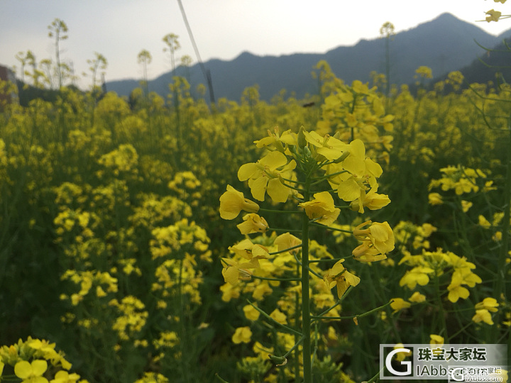 清明第一天_蜜蜡旅游