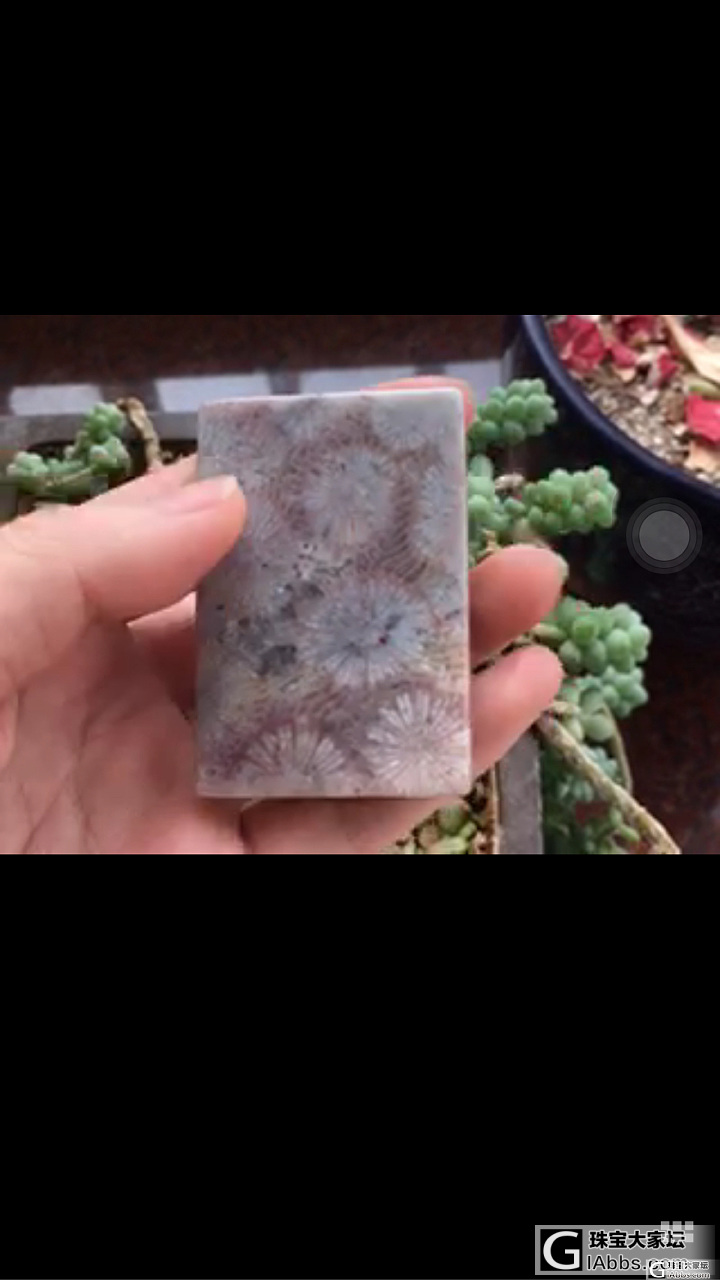 这块大3可以入吗？_珊瑚玉