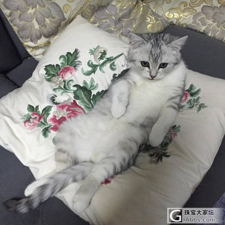 宠物 卖萌王喵星人_猫