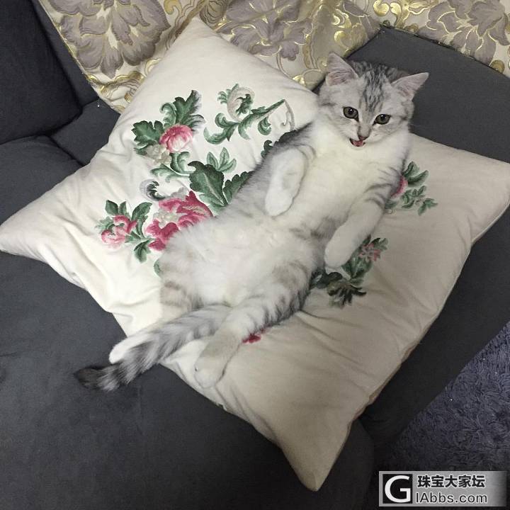 宠物 卖萌王喵星人_猫