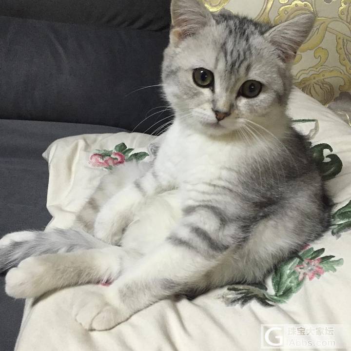 宠物 卖萌王喵星人_猫