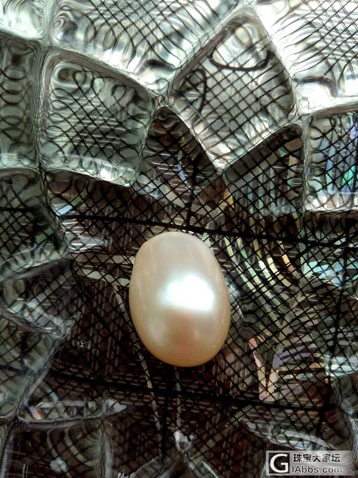 见坛子里一位坛友开蚌取珠，我也心痒了，快递了两个20cm的蚌，路上三天，一只蚌居..._珍珠