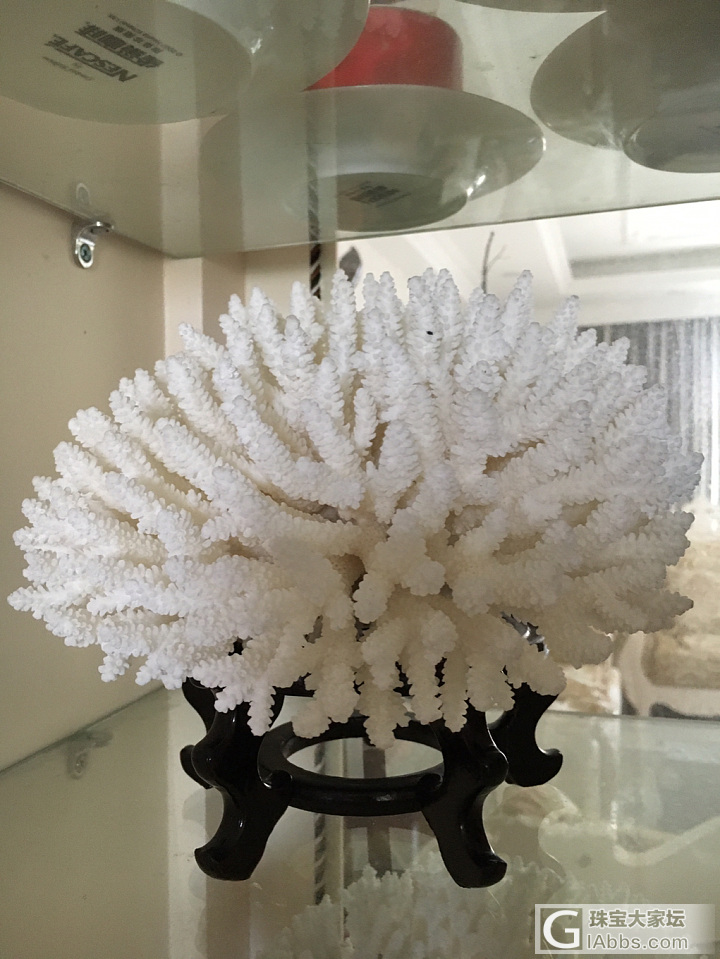 秀秀家里的珊瑚和海螺_摆件珊瑚