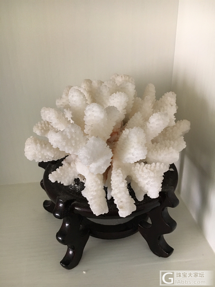 秀秀家里的珊瑚和海螺_摆件珊瑚