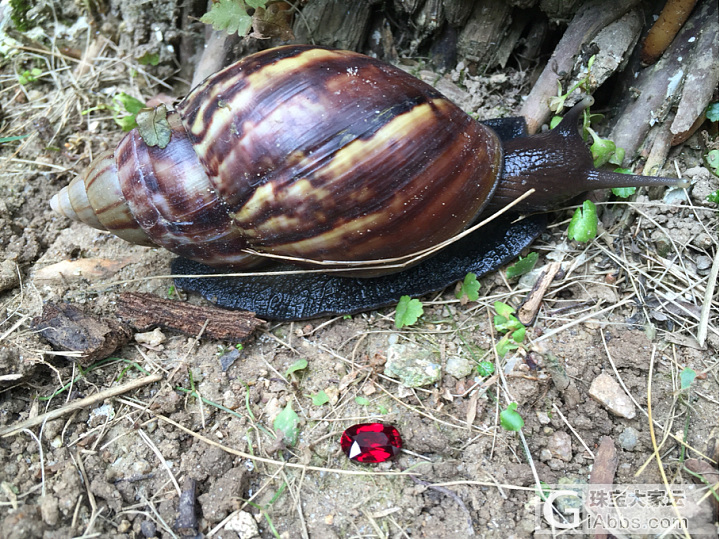 蜗牛🐌与红宝石_蛋面名贵宝石刻面宝石红宝石