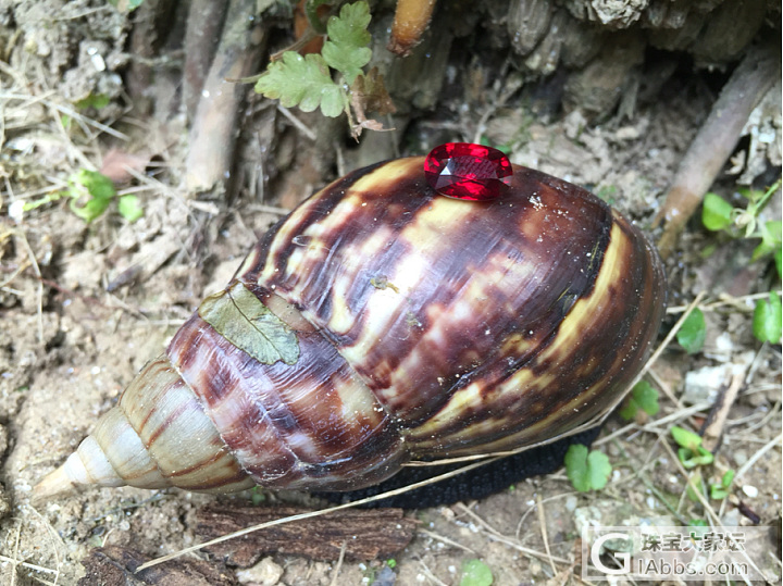 蜗牛🐌与红宝石_蛋面名贵宝石刻面宝石红宝石