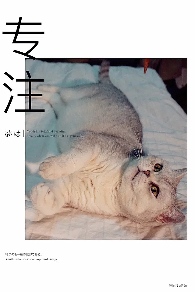 两天不在家，它居然吃得这么圆了……_猫