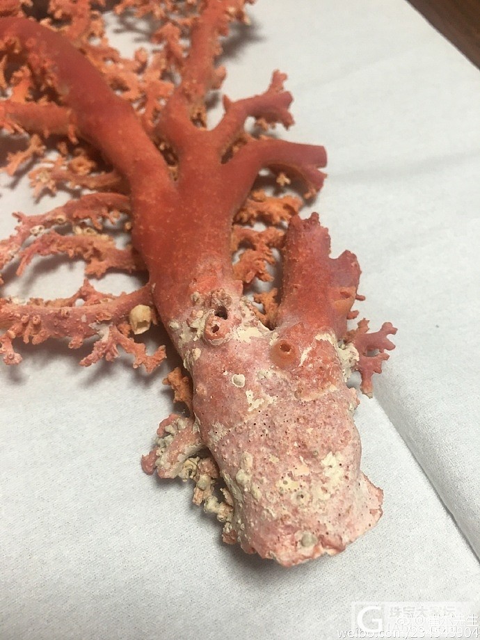 阿卡珊瑚_珊瑚