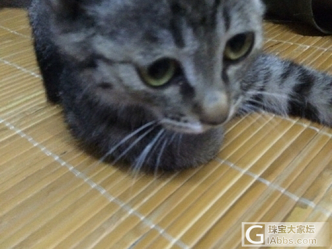 今晚跑来的喵星人_猫