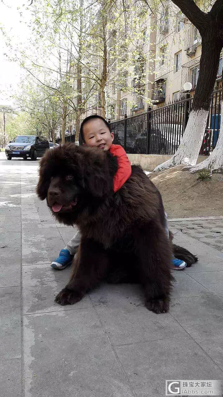 纽芬兰水上救援犬_狗