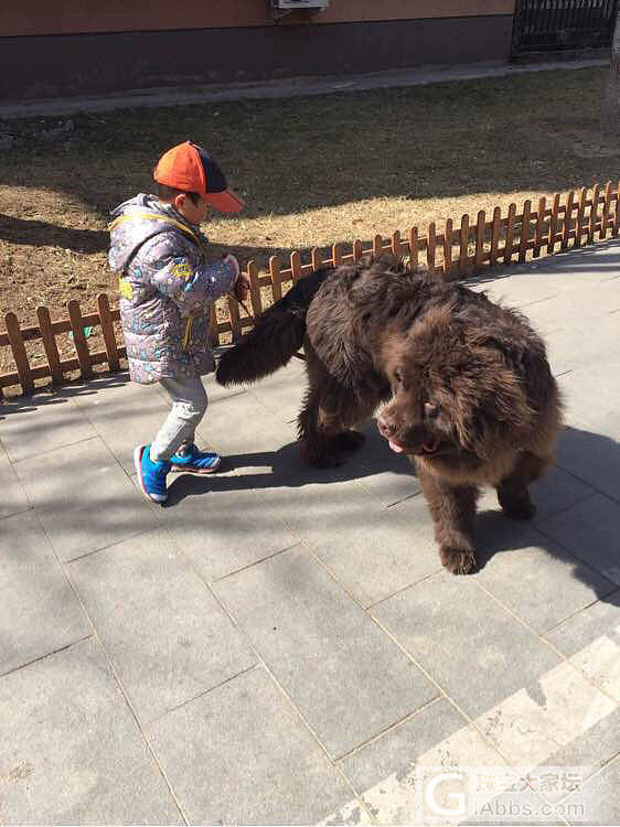 纽芬兰水上救援犬_狗