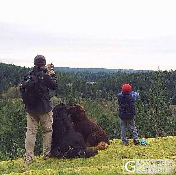 纽芬兰水上救援犬_狗