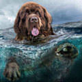 纽芬兰水上救援犬_狗