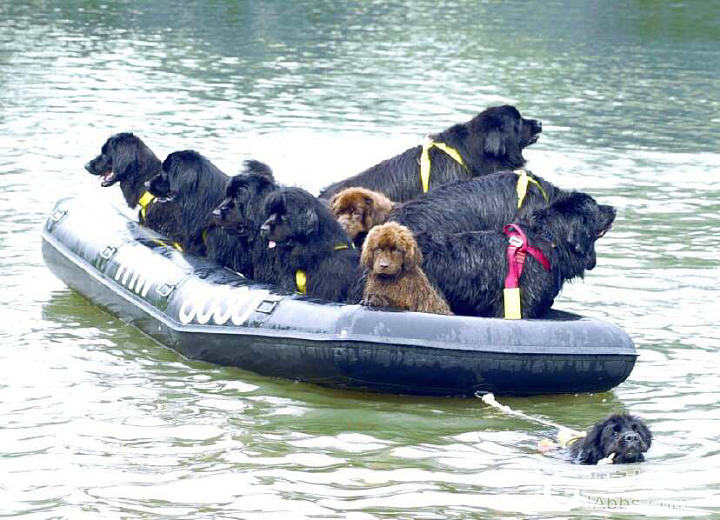 纽芬兰水上救援犬_狗