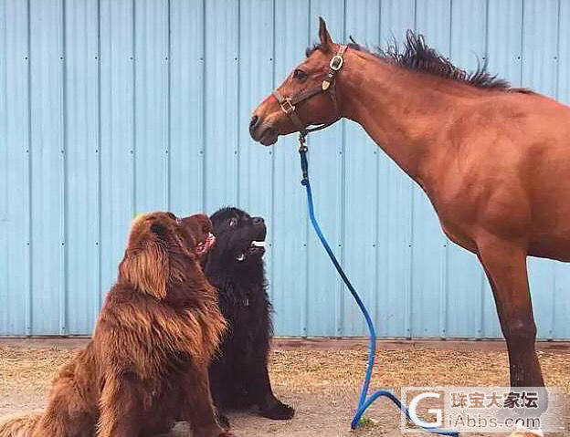 纽芬兰水上救援犬_狗