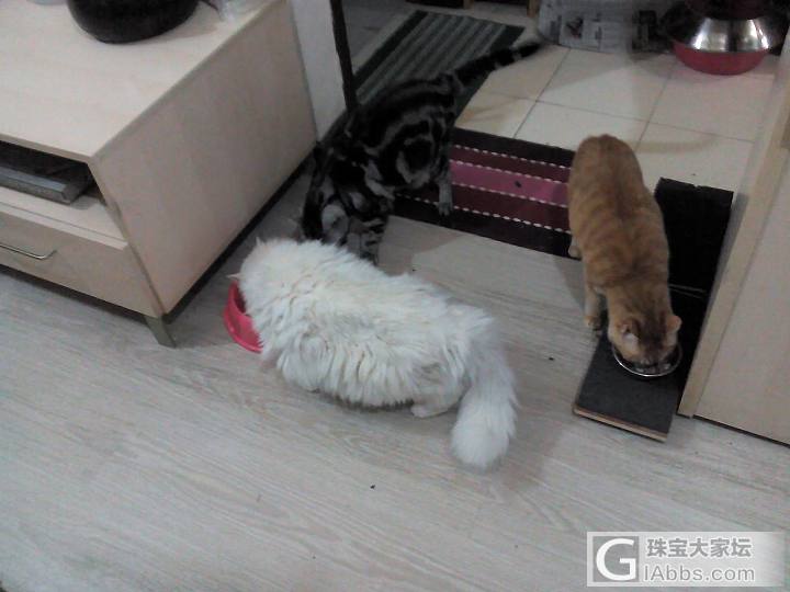 个么我也来秀猫_猫