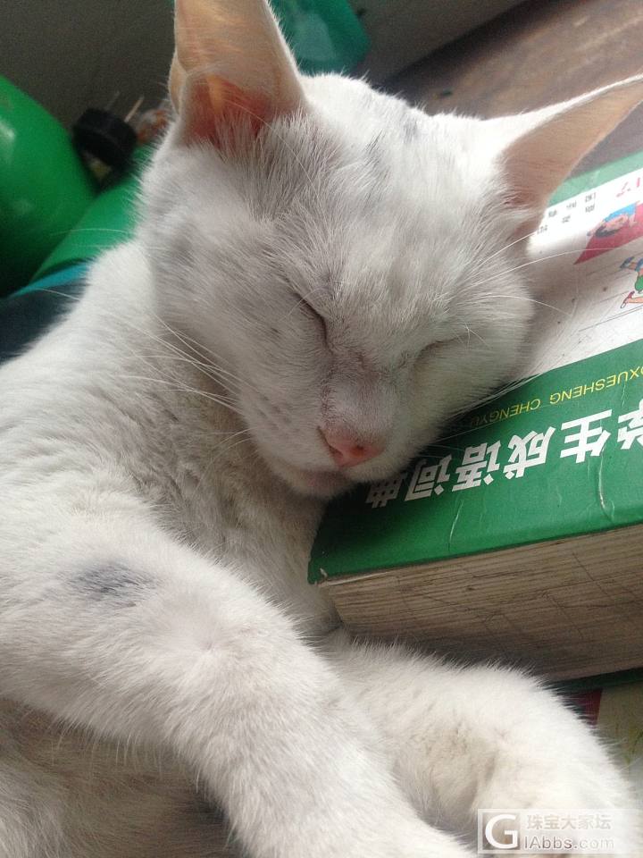 小猫_猫