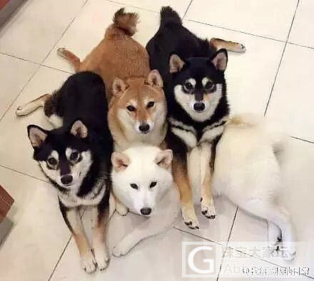 4只柴犬，每一次拍照的时候，都非常认真！_狗