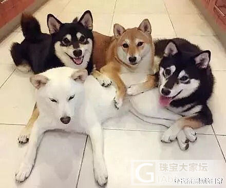 4只柴犬，每一次拍照的时候，都非常认真！_狗