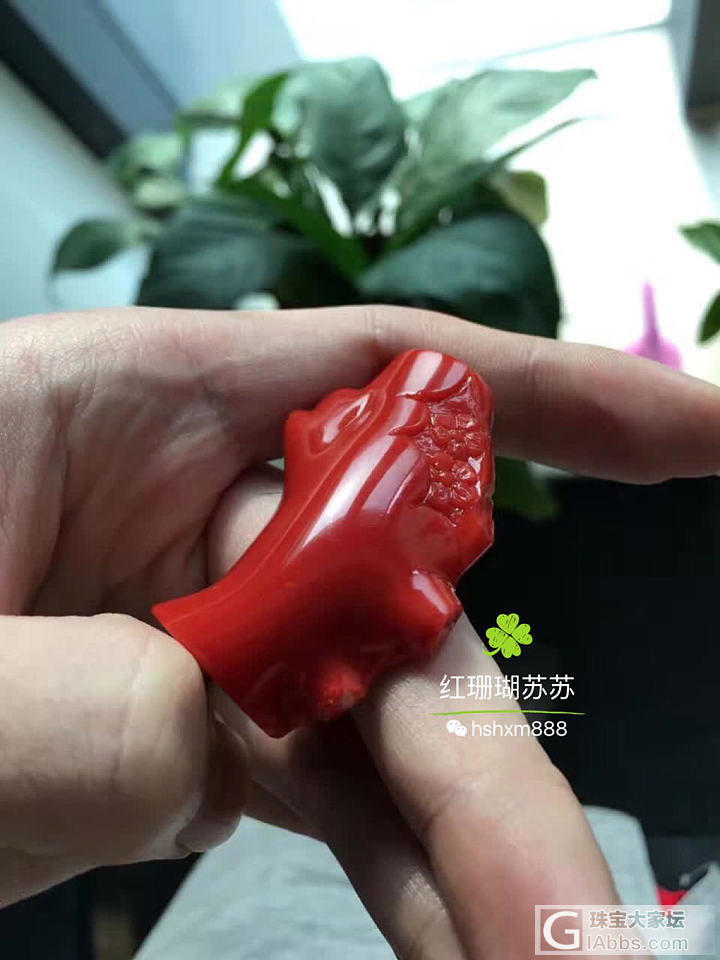 霸气就是他了_珊瑚