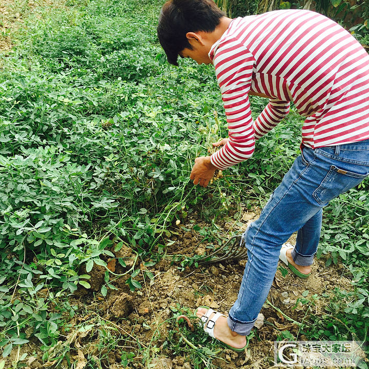 妈妈种的花生熟了😄_菜园