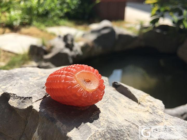 多子多福（未抛光）南红玛瑙玉米_南红