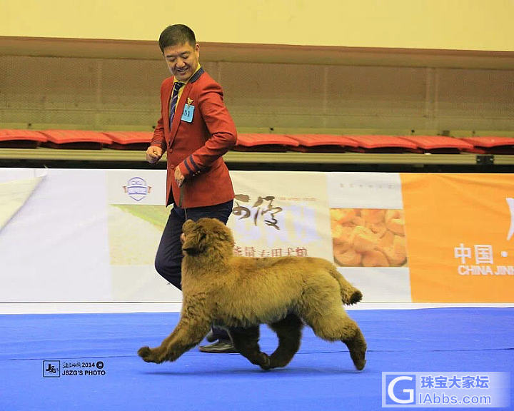 纽芬兰水上救援犬_狗