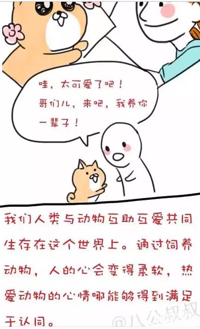 既然当时选择了养，就要负责它的一辈子_宠物