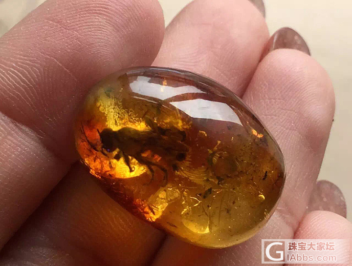 【蜜语】波罗海蜜蜂虫珀 完好封存在琥珀中 亿万年前精灵 收藏品