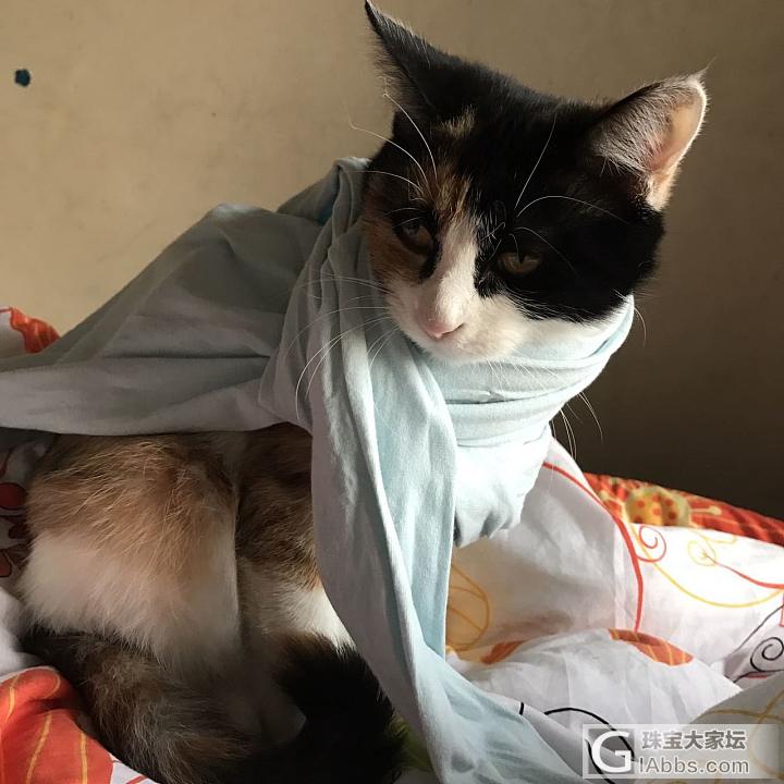 好久不发主子的图了_猫