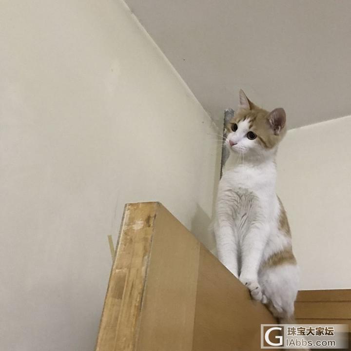 好久不发主子的图了_猫