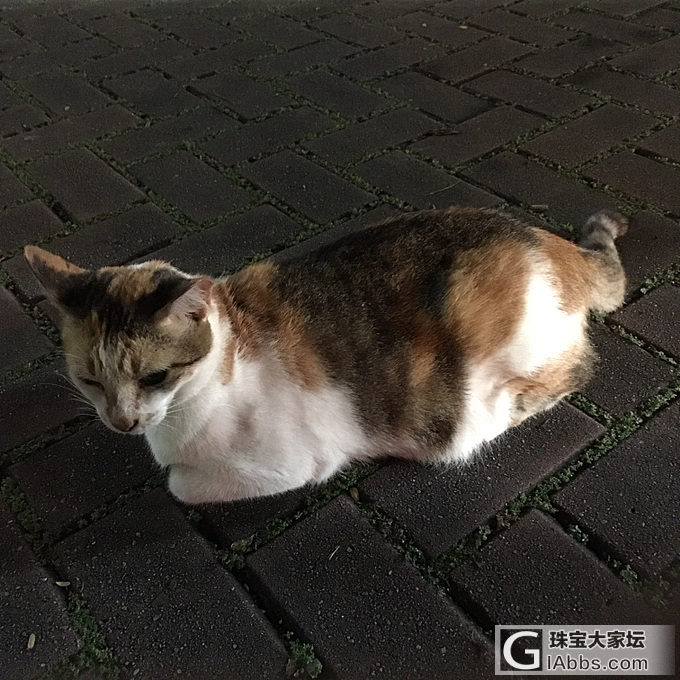 好肥的阿咪_猫