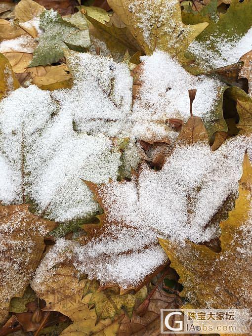 刚刚拍的，落叶🍂薄雪😋_贴图闲聊