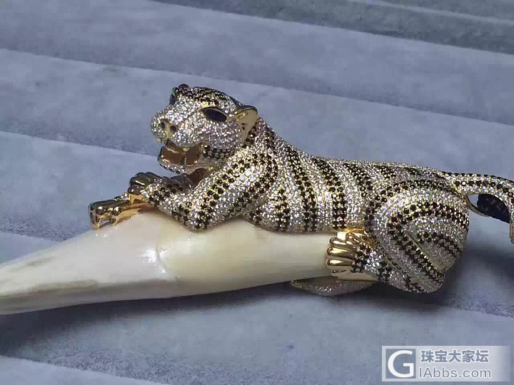 牙包钻_牙骨角