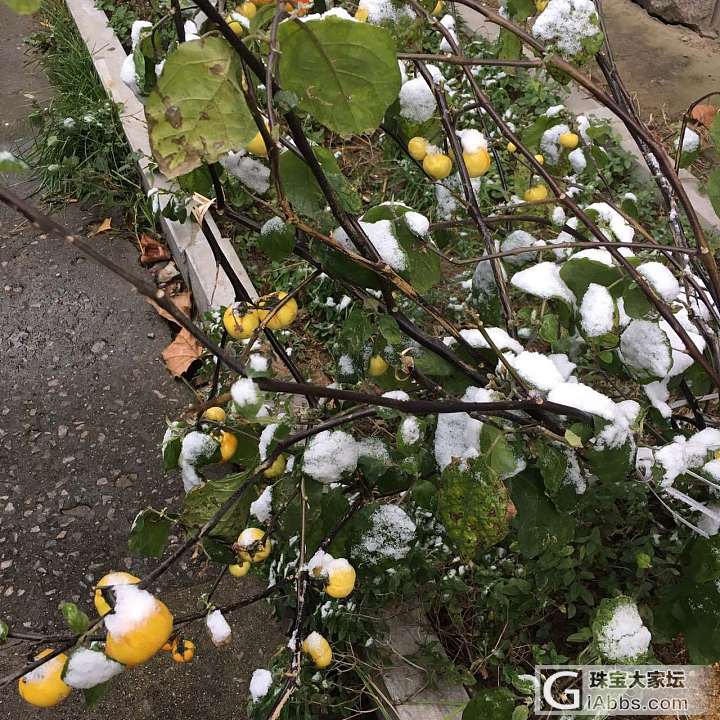 各位看官，荷花收到_手镯银