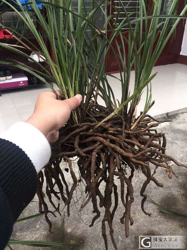 今天进农村的收获._观赏石