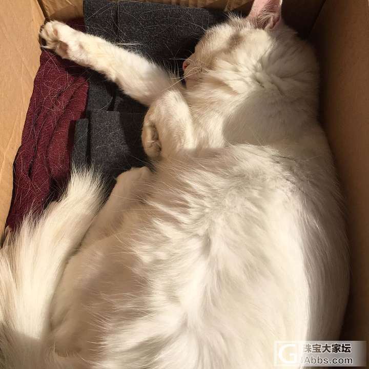 真的发现我家最舒服的就是她……_猫