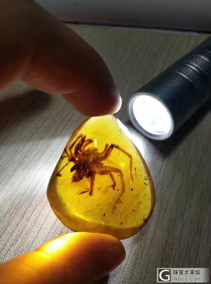 大家都来看看，琥珀的神奇。_虫珀
