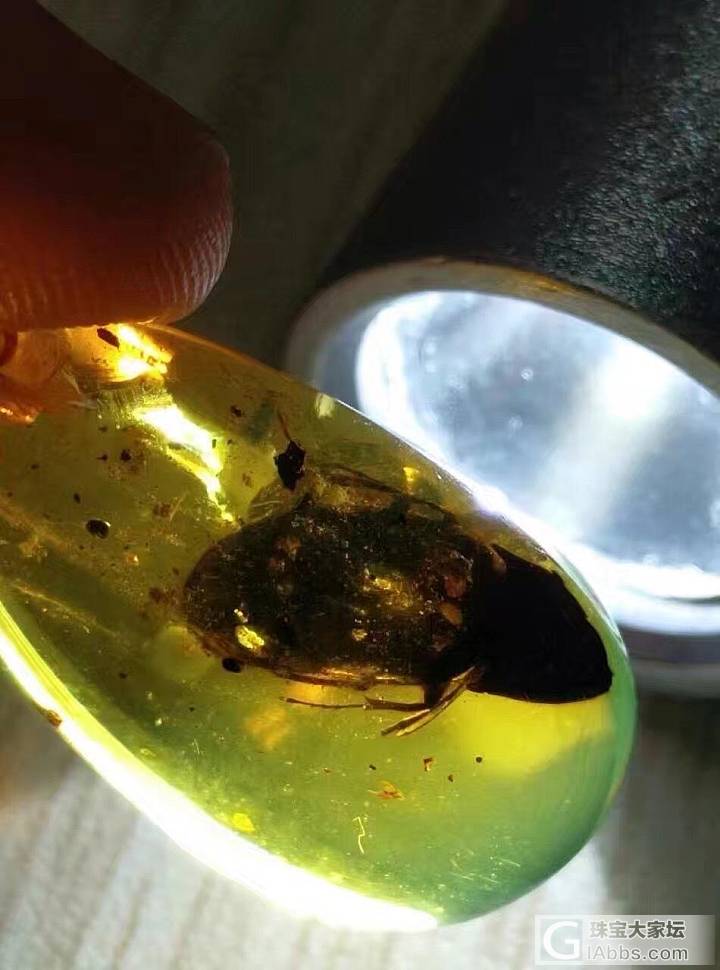 大家都来看看，琥珀的神奇。_虫珀