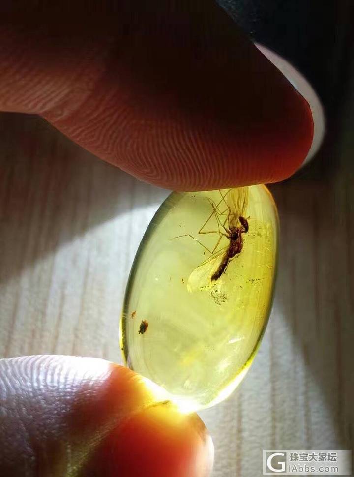 大家都来看看，琥珀的神奇。_虫珀
