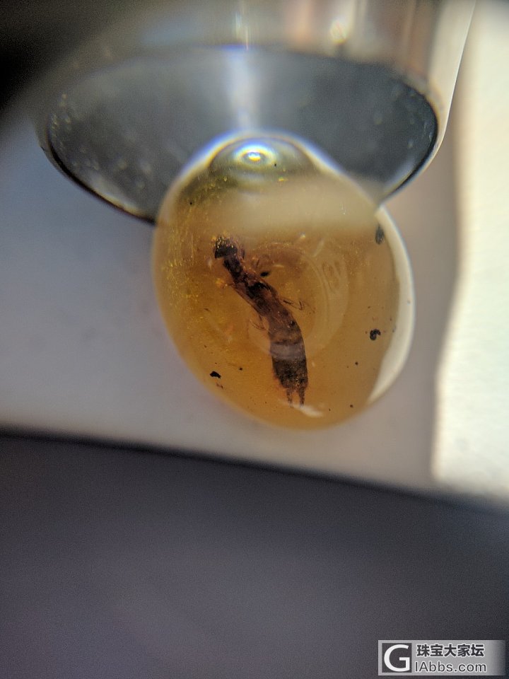 喜欢虫的可以一起来讨论学习_虫珀