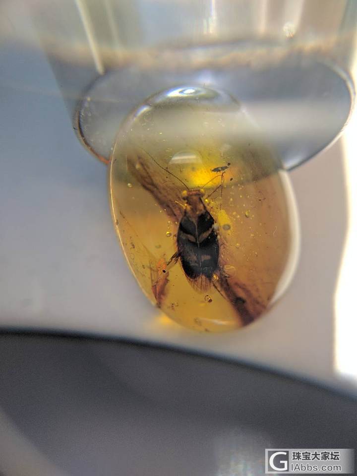 喜欢虫的可以一起来讨论学习_虫珀