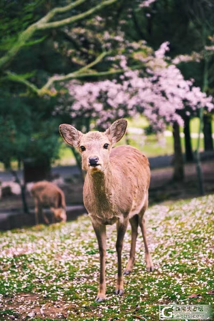 ##中颐VIP定制欣赏##  天然金绿猫眼戒指_戒指猫眼中颐彩色宝石